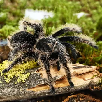 EXOPRIMA Tliltocatl (Brachypelma) albopilosum Курчавоволосый паук-птицеед, S (Германия)