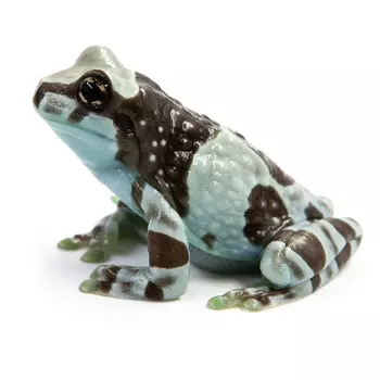 EXOPRIMA Trachycephalus resinifictrix Квакша жабовидная (арлекин), М