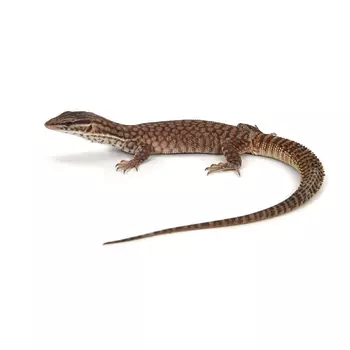 EXOPRIMA Varanus acanthurus Кольцехвостый варан (Германия)