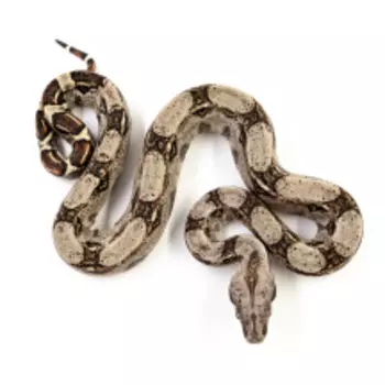 EXOPRIMA Воа constrictor Обыкновенный удав, S-M (Германия)