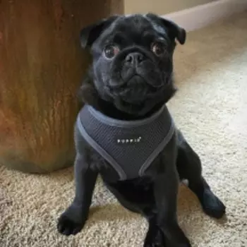 PUPPIA Шлейка для собак "Soft Vest", серая, XXL (Южная Корея)