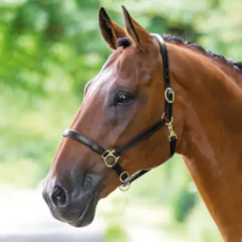 SHIRES BRIDLEWAY Недоуздок для лошади кожаный, FULL, чёрный (Великобритания)