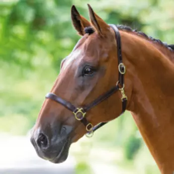 SHIRES BRIDLEWAY Недоуздок для лошади кожаный, FULL, коричневый (Великобритания)