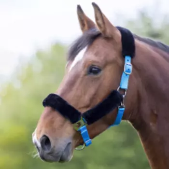 SHIRES Недоуздок для лошади на флисе, COB, голубой (Великобритания)