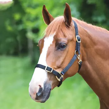 SHIRES Недоуздок для лошади регулируемый, FULL, фиолетовый (Великобритания)