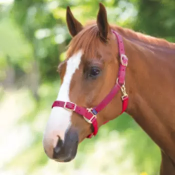 SHIRES Недоуздок для лошади регулируемый, FULL, розовый (Великобритания)