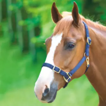 SHIRES Недоуздок для лошади регулируемый, FULL, синий (Великобритания)