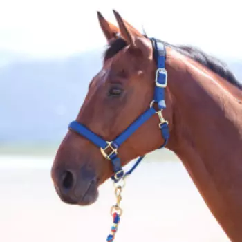 SHIRES Недоуздок для лошади "Topaz", COB, синий (Великобритания)