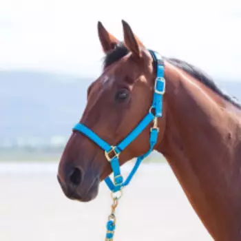 SHIRES Недоуздок для лошади "Topaz", FULL, голубой (Великобритания)