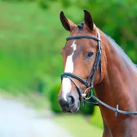 SHIRES BRIDLEWAY Оголовье для лошади "Melton", COB, чёрное (Великобритания)