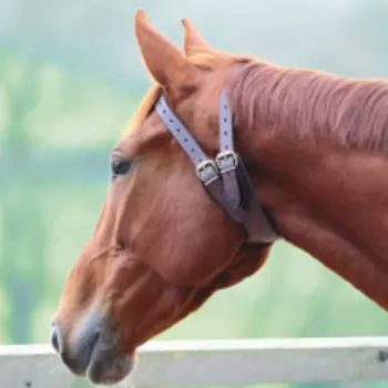 SHIRES Ошейник от прикуски для лошади, COB, коричневый (Великобритания)