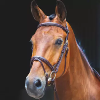 SHIRES SALISBURY Оголовье для лошади "Bodenham", COB, австралийский орех (Великобритания)