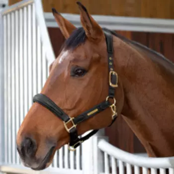 SHIRES Velociti Недоуздок для лошади кожаный LUSSO "Premium", FULL, черный (Великобритания)