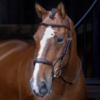 SHIRES Velociti Оголовье для лошади "Jumping", COB, коричневый (Великобритания)