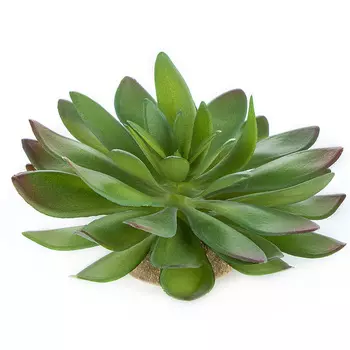 TERRA DELLA Растение для террариума "Эхеверия большая", зелёное, 14x12.5x9.5см (Нидерланды)