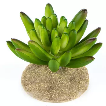 TERRA DELLA Растение для террариума "Суккулент игольчатый", зеленое 7.5х7.5х6см (Нидерланды)