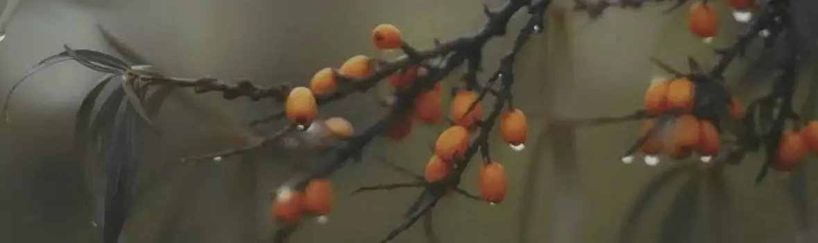 Декор Kerama Marazzi OS/A118/9016 Тракай 6 глянцевый 8.5x28.5