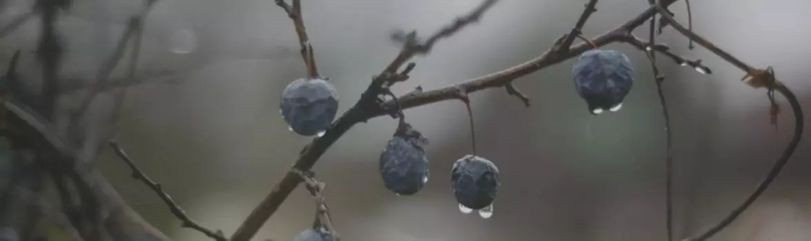 Декор Kerama Marazzi OS/A120/9016 Тракай 8 глянцевый 8.5x28.5