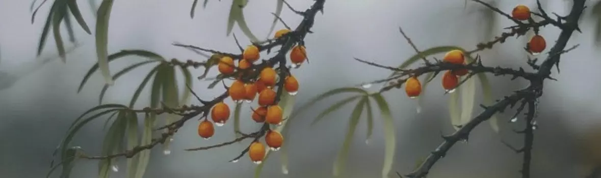 Плитка OS/A119/9016 Тракай глянцевый 8.5x28.5