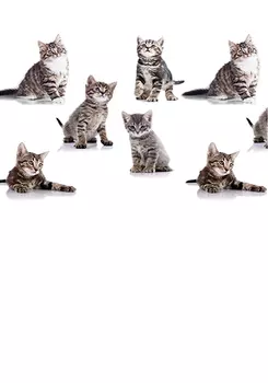 Штора для ванной Bacchetta Kitten 180х200