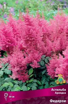 Посадочный материал Поиск Агрофирма Астильба Арендса ФЕДЕРЗИ, 1 шт.