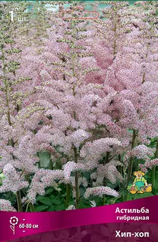 Посадочный материал Поиск Агрофирма Астильба гибридная ХИП-ХОП, 1 шт.