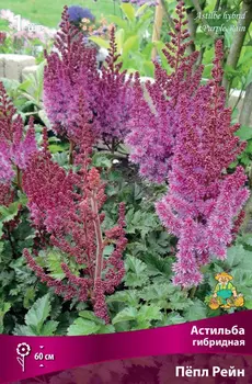 Посадочный материал Поиск Агрофирма Астильба гибридная ПЁПЛ РЕЙН, 1 шт.