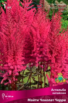 Посадочный материал Поиск Агрофирма Астильба китайская МАЙТИ ЧОКОЛАТ ЧЕРРИ, 1 шт.