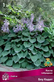 Посадочный материал Поиск Агрофирма Хоста гибридная БЛУ КАДЕТ, 1 шт.