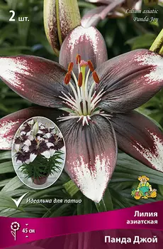Посадочный материал Поиск Агрофирма Лилия азиатская горшечная ПАНДА ДЖОЙ, 2 шт.