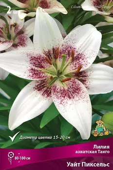 Посадочный материал Поиск Агрофирма Лилия азиатская Танго УАЙТ ПИКСЕЛЬC, 2 шт.