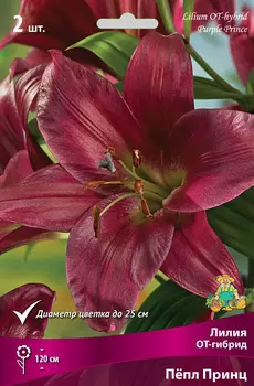Посадочный материал Поиск Агрофирма Лилия ОТ-гибрид ПЁПЛ ПРИНЦ, 2 шт.