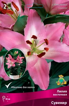 Посадочный материал Поиск Агрофирма Лилия восточная горшечная СУВЕНИР, 2 шт.