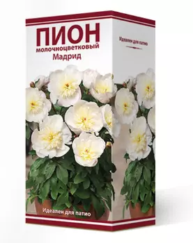 Посадочный материал Поиск Агрофирма Пион травянистый для патио МАДРИД, 1 шт.