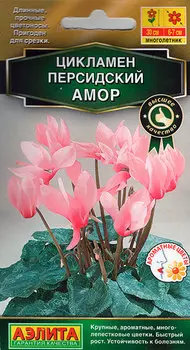 Семена Аэлита Цикламен персидский Амор, 3 шт. Высшее качество
