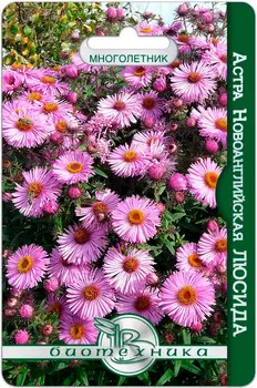 Семена Биотехника Астра ново-английская Люсида, 40 шт.