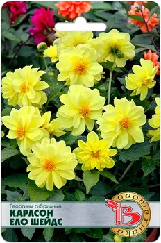 Семена Биотехника Георгины гибридные Карлсон Ело Шейдс, 10 шт.