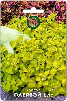 Семена Биотехника Колеус супер-компактный Фаервэй Ело, 10 шт.