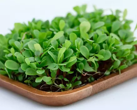 Семена Elite Seeds Микрозелень Цикорий листовой красный Калиостро Элит мини, 20 г Профессиональная упаковка