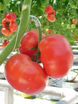 Семена Elite Seeds Томат Ангара F1 Элит мини, 20 шт. Профессиональная упаковка