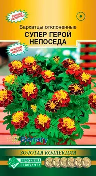 Семена ЕВРОСЕМЕНА Бархатцы отклоненные Супер Герой Непоседа, 15 шт. Benary Золотая коллекция