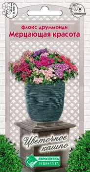 Семена ЕВРОСЕМЕНА Флокс Друммонди Мерцающая красота, Смесь, 0,2 г Цветочное Кашпо