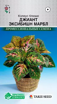 Семена ЕВРОСЕМЕНА Колеус блюме Джиант Эксибишн Марбл, 3 шт. Takii Профессиональные семена