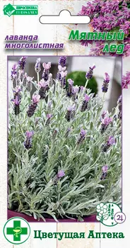 Семена ЕВРОСЕМЕНА Лаванда многолистная Мятный лёд, 7 шт. Цветущая Аптека