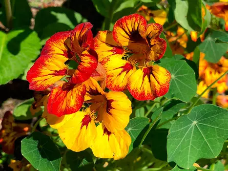 Семена ЕВРОСЕМЕНА Настурция Кровавая Мэри, 7 шт. Золотая коллекция