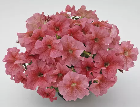 Семена ЕВРОСЕМЕНА Петуния крупноцветковая Саксесс 360 Салмон Вэйн F1, 10 драже Benary