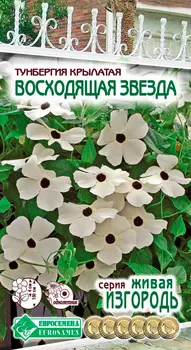 Семена ЕВРОСЕМЕНА Тунбергия крылатая Восходящая звезда, 10 шт. Живая Изгородь