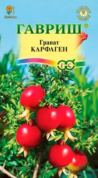 Семена Гавриш Гранат карликовый Карфаген, 5 шт.