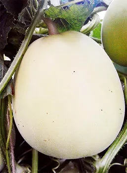 Семена Элком Семена Дыня Личи F1, 5 шт.