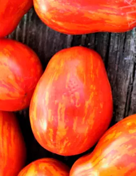 Семена Элком Семена Томат Наваррский карлик, 5 шт.